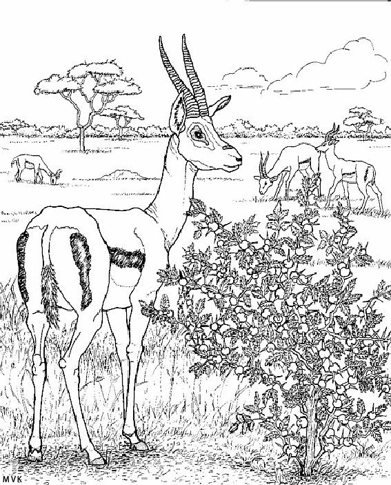 nature in africa029